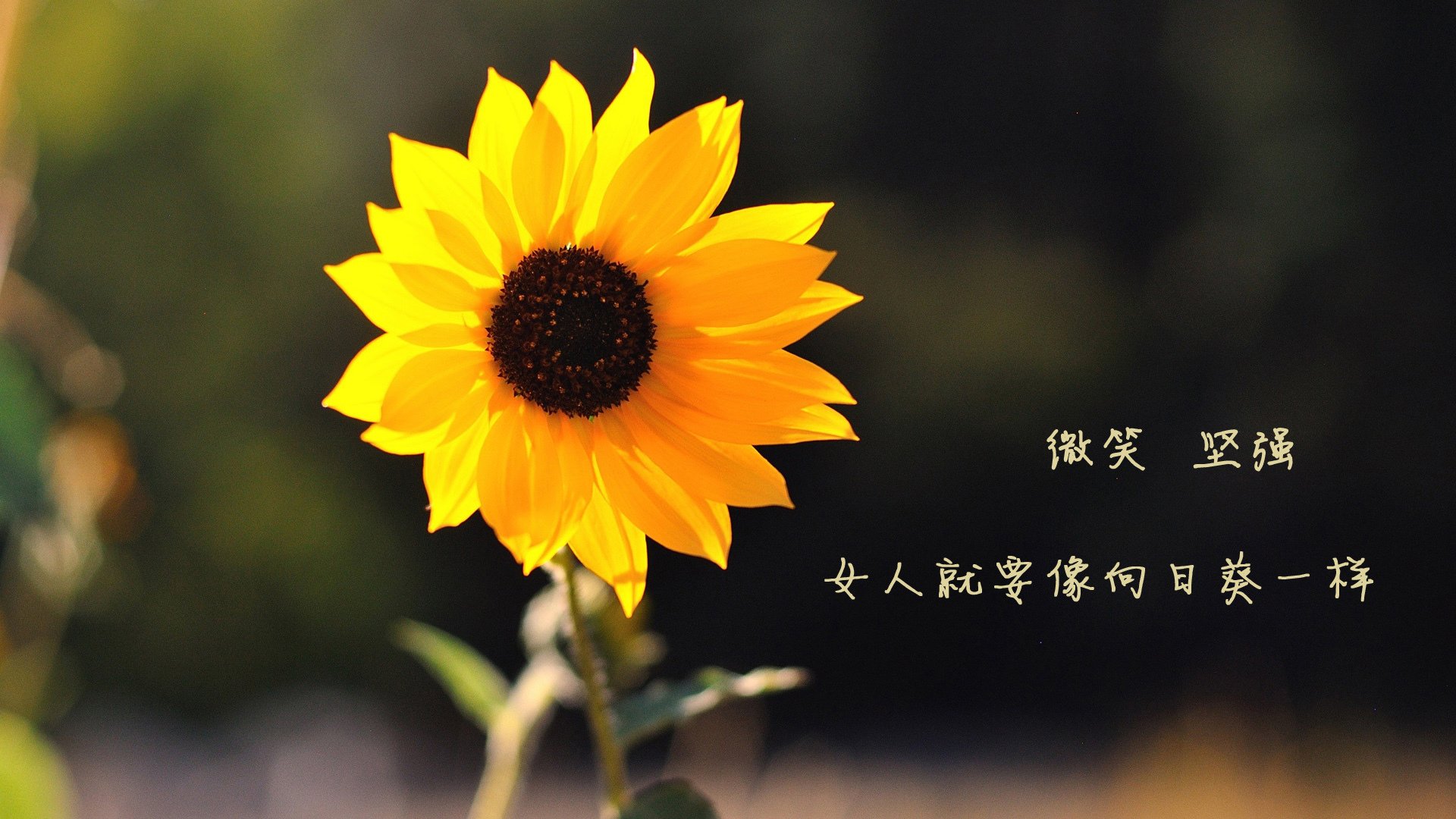 开云体育APP下载-辽宁队鏖战森林狼，保罗全能爆发成制胜奇兵