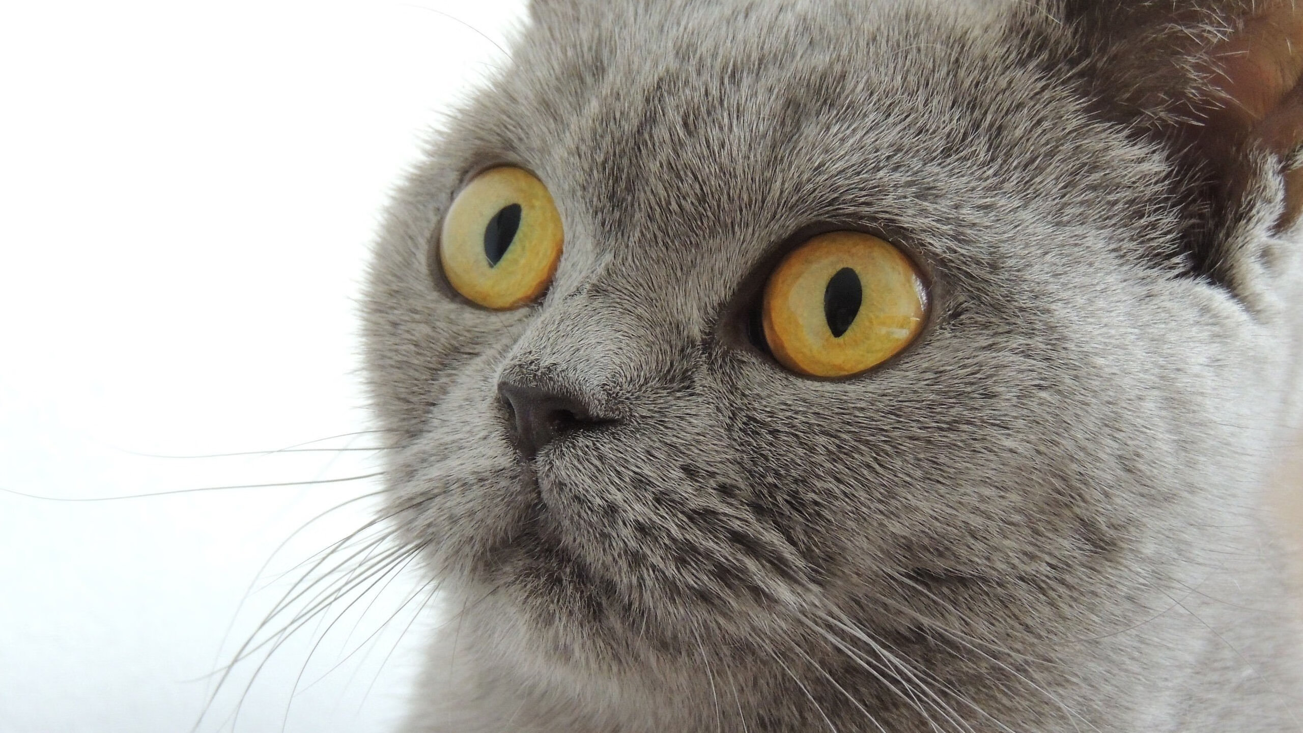 开云体育入口-库里末节16分神话再现，勇士窒息防守绞杀约基奇，这是一场属于老兵的逆转宣言